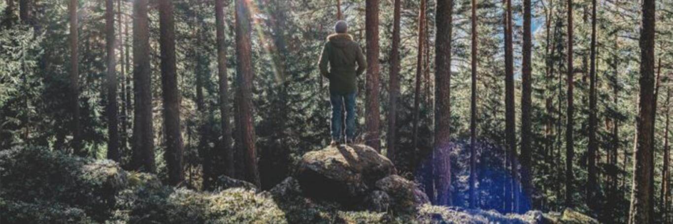 Why Strong Roots Help us Withstand the Storms of Life