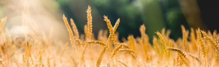 The Benefits of Removing Gluten from Your Diet