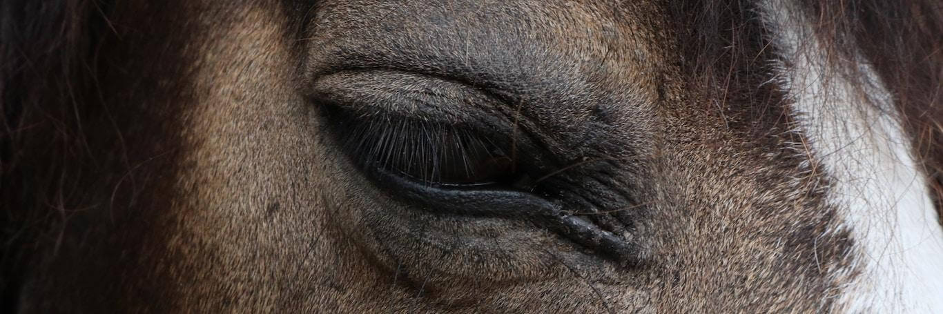 Behind Every Animal's Eyes Is a Life
